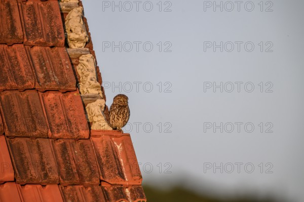 Little owl (Athene noctua) adult adult bird sitting on the edge of a tiled roof of a building and looking into the distance, Wiehengebirge, Lower Saxony, Germany