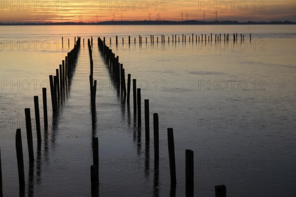 Row of posts over calm water at dusk, deep blue tones, wooden posts, boat dock posts run into the water at sunset, quiet atmosphere, Dümmer See, Lembruch, Lower Saxony, Germany