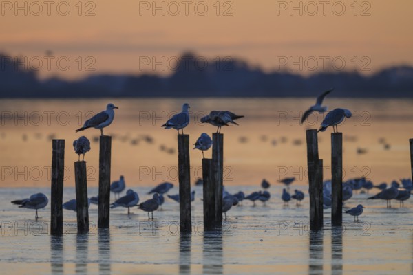 Black-headed gulls (Larus ridibundus) Birds on posts in the water at sunset, soft light, calm atmosphere, Lake Dümmer, Lembruch, Lower Saxony, Germany