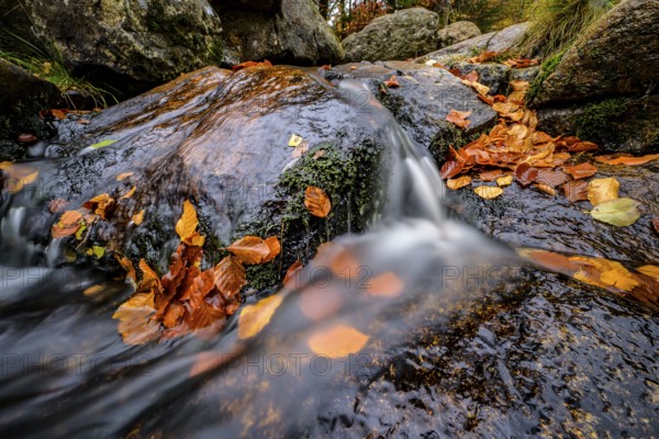 River Bode flows over smooth-cut rocks with autumn colors, autumn colors in the Bodetal nature reserve in the Harz National Park, Königskrug, Braunlage, Lower Saxony, Germany