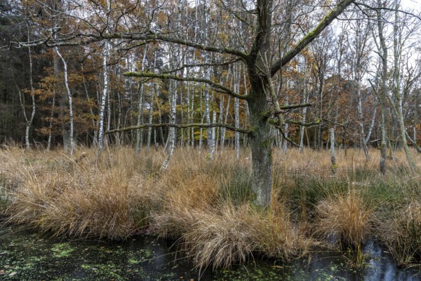 Moor landscape in the Osterwald forest with bog birch trees (Betula pubescens), Zingst, Fischland-Darß-Zingst, Western Pomerania Lagoon National Park, Mecklenburg-Western Pomerania, Germany