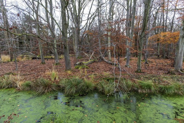 Moorland with trees, foreground stream with duckweed (Lemna), Osterwald, Zingst, Fischland-Darß-Zingst, Vorpommersche Boddenlandschaft National Park, Mecklenburg-Western Pomerania, Germany