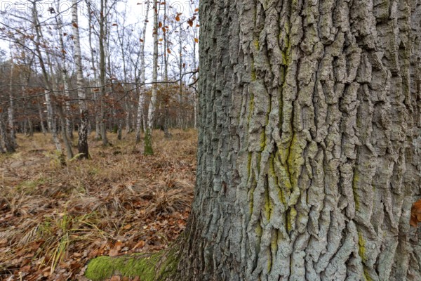 Birch trees (Betula), birch forest, thick tree trunk in front, Osterwald, Zingst, Fischland-Darß-Zingst, Western Pomerania Lagoon National Park, Mecklenburg-Western Pomerania, Germany