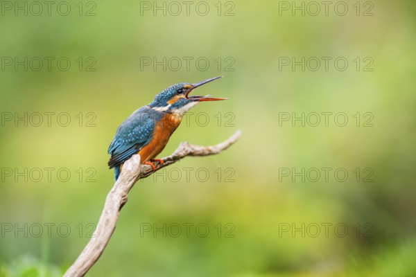 Common kingfisher (Alcedo atthis) sitting on an old wooden branch eating his fresh cought fish in late summer, wildife, Bavaria, Germany