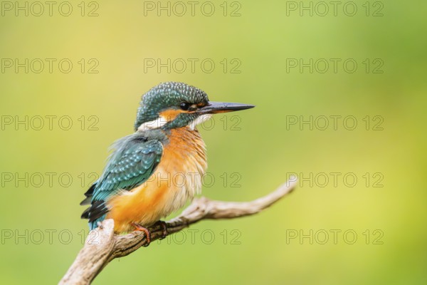 Common kingfisher (Alcedo atthis) sitting on an old wooden branch in late summer, wildife, Bavaria, Germany