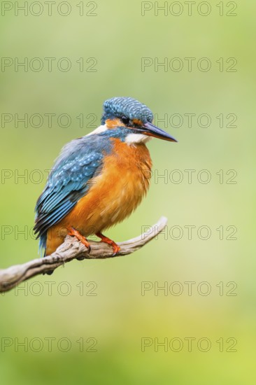 Common kingfisher (Alcedo atthis) sitting on an old wooden branch in late summer, wildife, Bavaria, Germany