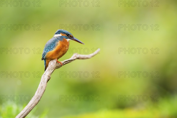 Common kingfisher (Alcedo atthis) sitting on an old wooden branch in late summer, wildife, Bavaria, Germany