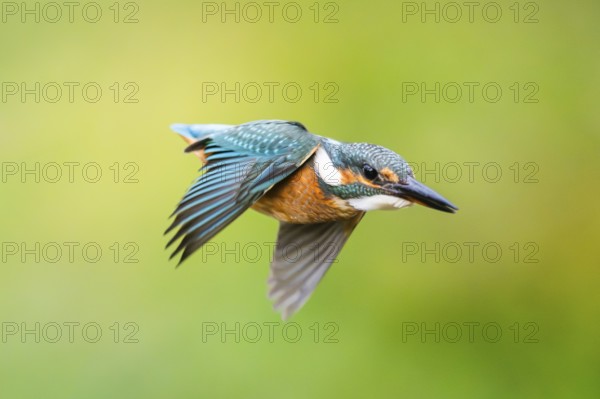 Common kingfisher (Alcedo atthis), flying, wildife, Bavaria, Germany