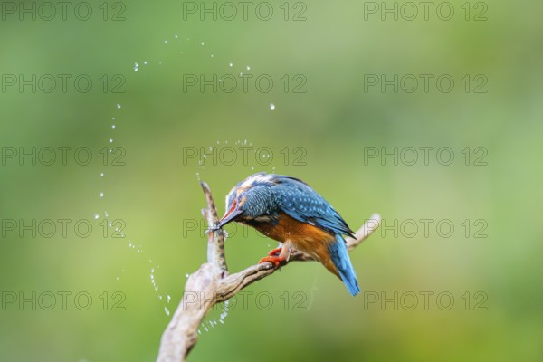 Common kingfisher (Alcedo atthis) sitting on an old wooden branch eating his fresh cought fish in late summer, wildife, Bavaria, Germany