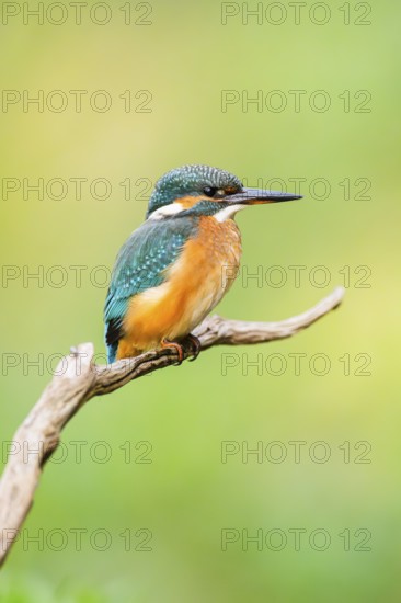 Common kingfisher (Alcedo atthis) sitting on an old wooden branch in late summer, wildife, Bavaria, Germany
