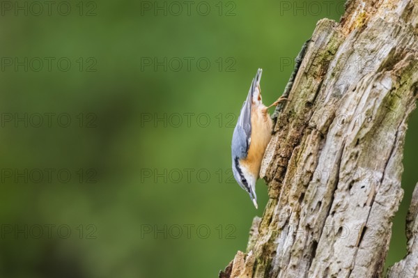 Eurasian nuthatch (Sitta europaea) sitting on an old wrotten tree trunk at a swamp, Bavaria, Germany