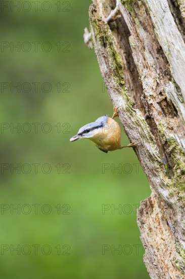 Eurasian nuthatch (Sitta europaea) sitting on an old wrotten tree trunk at a swamp, Bavaria, Germany