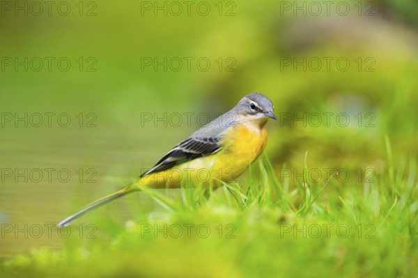 Grey Wagtail (Motacilla cinerea) hunting at a little lake in a swamp, wildlife, Germany