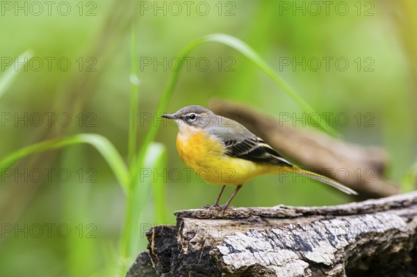 Grey Wagtail (Motacilla cinerea) sitting on an old wood, wildlife, Germany