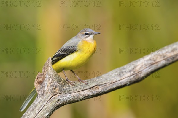 Grey Wagtail (Motacilla cinerea) sitting on a branch, wildlife, Germany