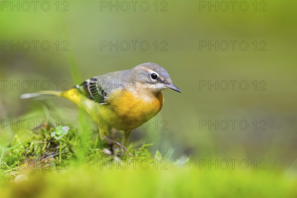 Grey Wagtail (Motacilla cinerea) hunting at a little lake in a swamp, wildlife, Germany