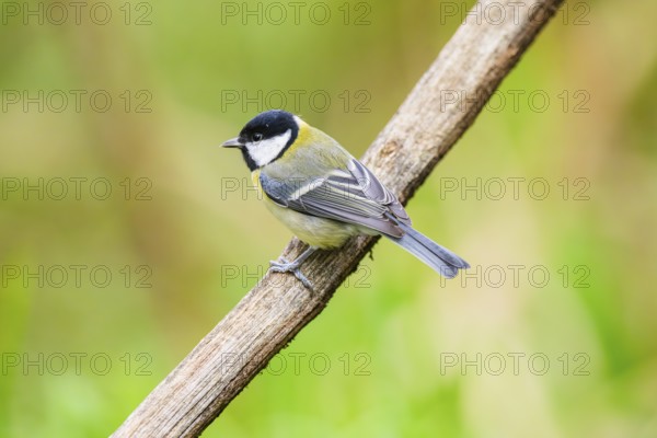 Great tit (Parus major) sitting on stem of a reed at a swamp, Bavaria, Germany