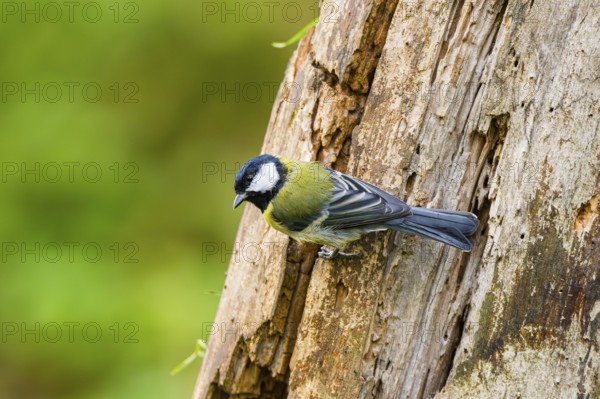 Great tit (Parus major) sitting on an old wrotten tree trunk at a swamp, Bavaria, Germany