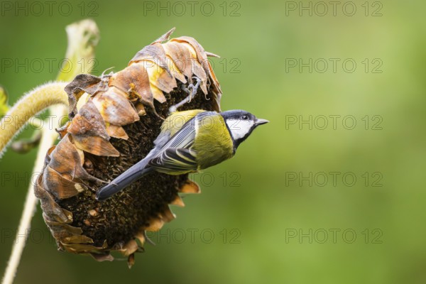 Great tit (Parus major) sitting on an old sunflower blossom with seeds inside, Bavaria, Germany