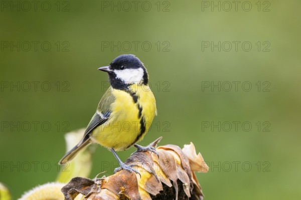 Great tit (Parus major) sitting on an old sunflower blossom with seeds inside, Bavaria, Germany