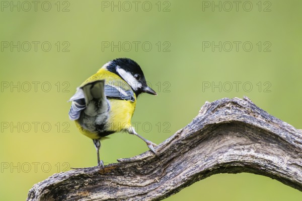 Great tit (Parus major) sitting on an old wood at a swamp, Bavaria, Germany