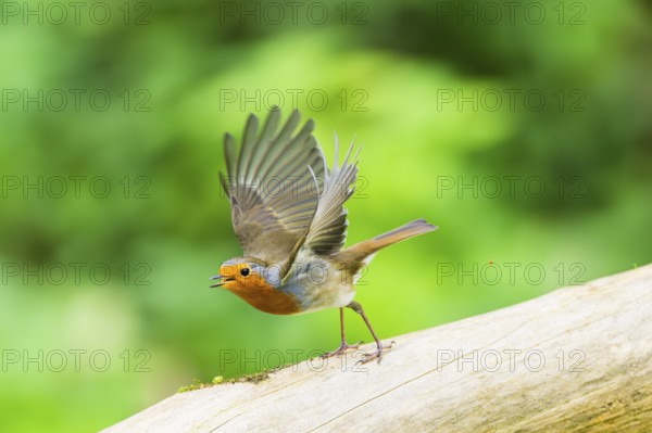 European robin (Erithacus rubecula) sitting on an old wooden branch, Bavaria, Germany