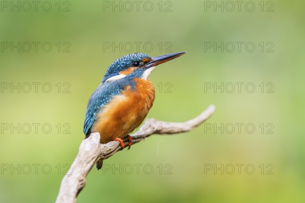 Common kingfisher (Alcedo atthis) sitting on an old wooden branch in late summer, wildife, Bavaria, Germany