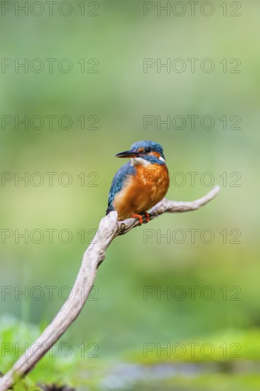 Common kingfisher (Alcedo atthis) sitting on an old wooden branch in late summer, wildife, Bavaria, Germany
