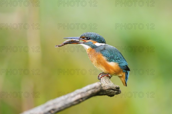 Common kingfisher (Alcedo atthis) sitting on an old wooden branch eating his fresh cought fish in late summer, wildife, Bavaria, Germany