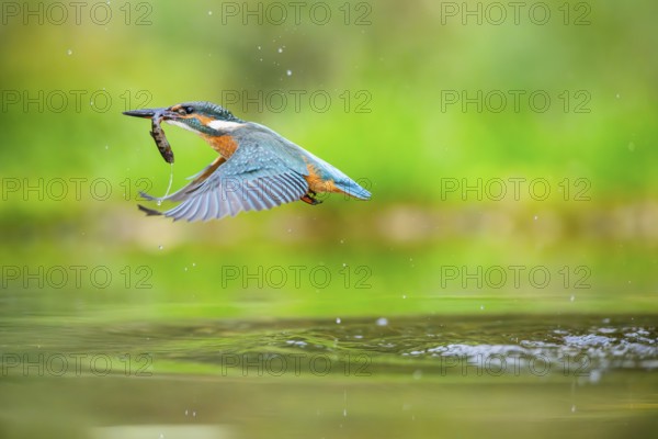 Common kingfisher (Alcedo atthis) flying out of the water with a fresh cought fish in his beak in late summer, wildife, Bavaria, Germany