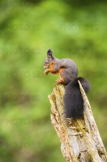 Red squirrel (Sciurus vulgaris) sitting on an old wrotten tree trunk in a forest, Bavaria, Gernany