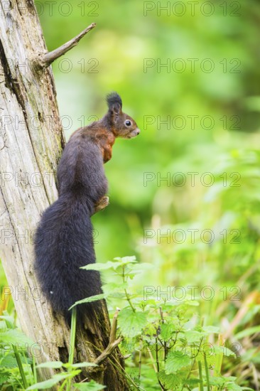 Red squirrel (Sciurus vulgaris) sitting on an old wrotten tree trunk in a forest, Bavaria, Gernany