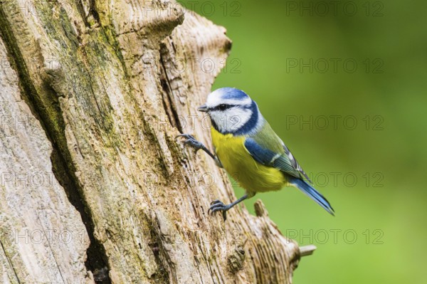 Eurasian blue tit (Cyanistes caeruleus) sitting on an old wrotten tree trunk at a swamp, Bavaria, Germany