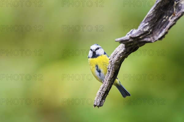 Eurasian blue tit (Cyanistes caeruleus) sitting on an old wood at a swamp, Bavaria, Germany