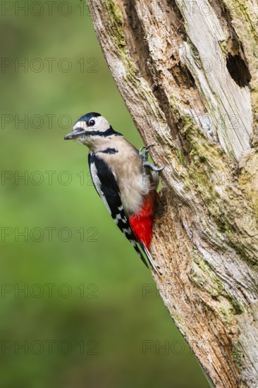Great spotted woodpecker (Dendrocopos major) sitting on an old wrotten tree trunk in late summer, Bavaria, Germany