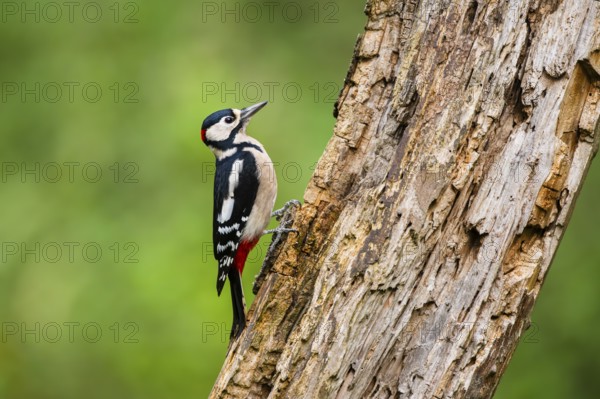Great spotted woodpecker (Dendrocopos major) sitting on an old wrotten tree trunk in late summer, Bavaria, Germany
