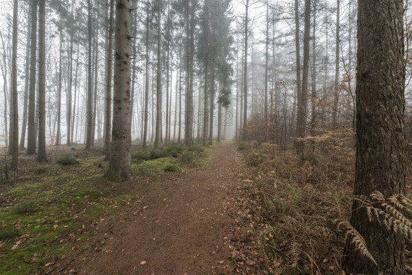Forest landscape in fog, Emsland, Lower Saxony, Germany