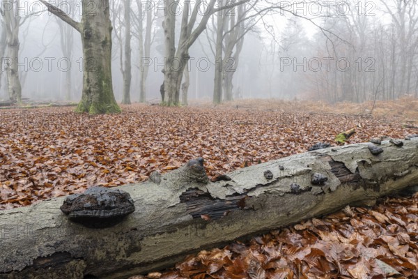 Old beech forest (Fagus sylvatica) in the fog, Emsland, Lower Saxony, Germany