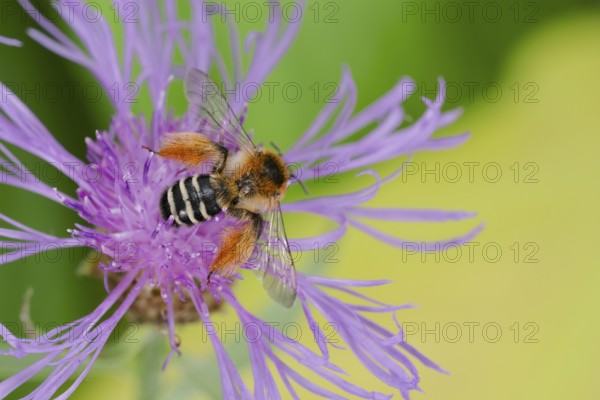 Brown-rumped trouser bee (Dasypoda hirtipes) on knapweed flower, Lower Saxony, Germany