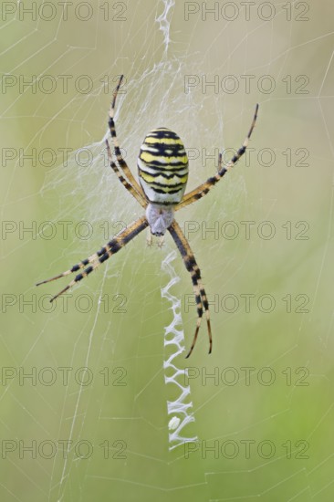 Wasp Spider, Argiope bruennichi, Wasp Spider, Lower Saxony, Germany