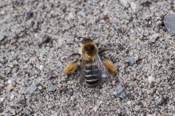 Brown-rumped trouser bee (Dasypoda hirtipes) on sandy soil, Lower Saxony, Germany