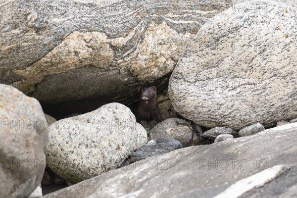 The American Mink (Mustela vison) is a graceful predator that lives by the sea in Norway near Bodø in Nordland. It skilfully searches for food among the rocks of the Vestfjord