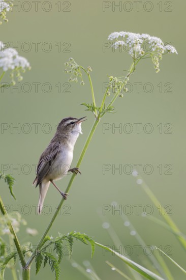 Reed Warbler, Acrocephalus schoenobaenus, Sedge Warbler, Lower Saxony, Germany
