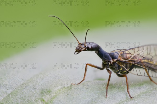 Spotted camel neckfly, Phaeostigma notata, Spotted Snakefly, Lower Saxony, Germany