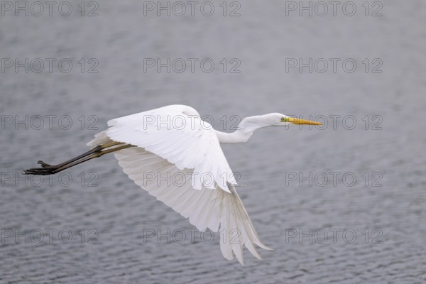 Great Egret Modesta, Ardea alba modesta, European Great White Egret Modesta, Lower Saxony, Germany