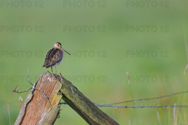 Common snipe (Gallinago gallinago) sitting on a pole, Lower Saxony, Germany