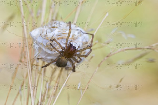 Female nurse's thorn finger, Cheiracanthium punctorium, female Yellow sac spider, Saxony-Anhalt, Germany