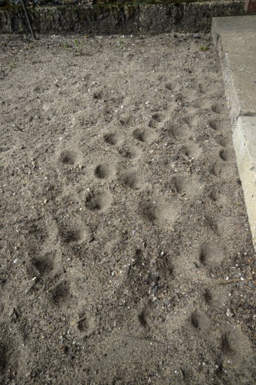 Ant lion hopper, Euroleon nostras, Suffolk Antlion, Lower Saxony, Germany