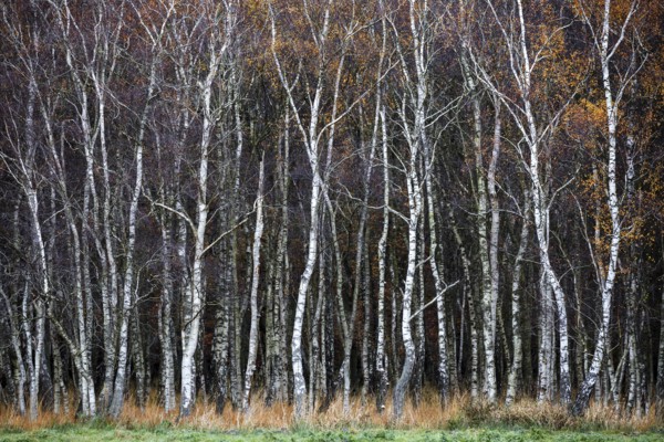 Birch forest, autumn coloured birch trees (Betula), Osterwald, Zingst, Fischland-Darß-Zingst, National Park Vorpommersche Boddenlandschaft, Mecklenburg-Vorpommern, Germany