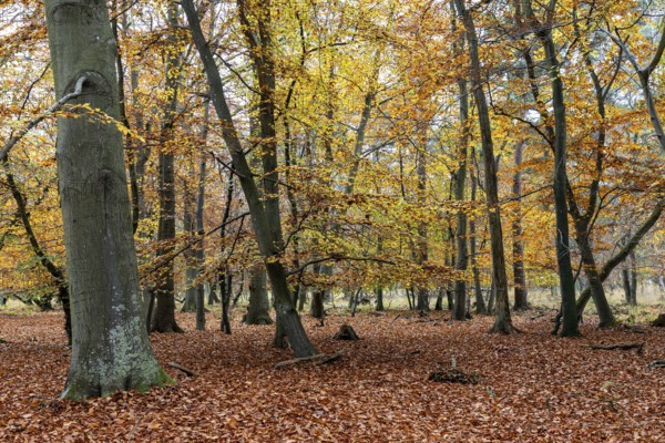 Autumn forest, autumn-colored trees, Osterwald, Zingst, Fischland-Darß-Zingst, Western Pomerania Lagoon Area National Park, Mecklenburg-Western Pomerania, Germany
